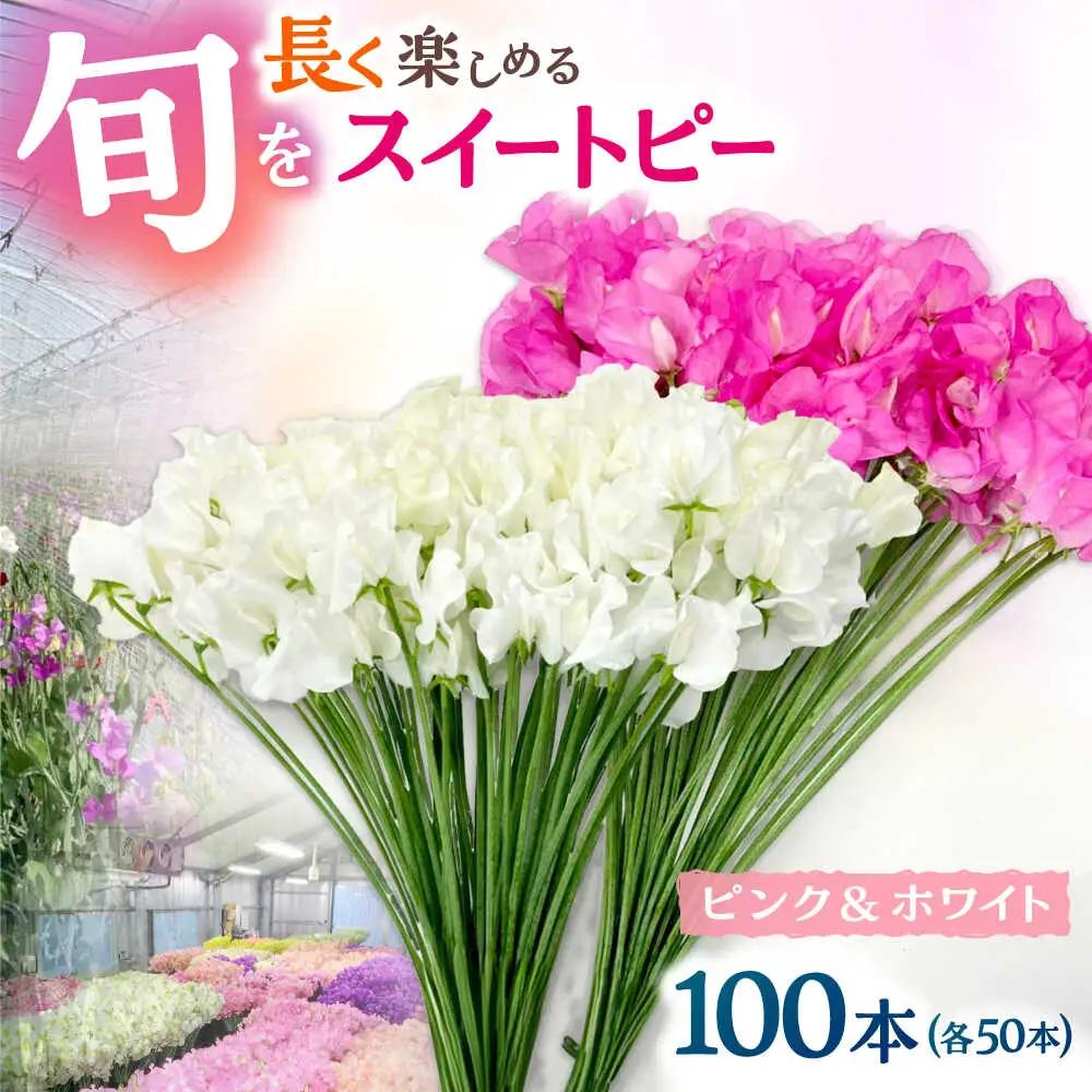 【先行予約 2026年12月～発送】スイートピー 花束 100本（ピンク＆ホワイト） / 生花 [IBW005]