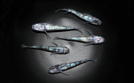 メダカ「白斑サファイア」2ペア