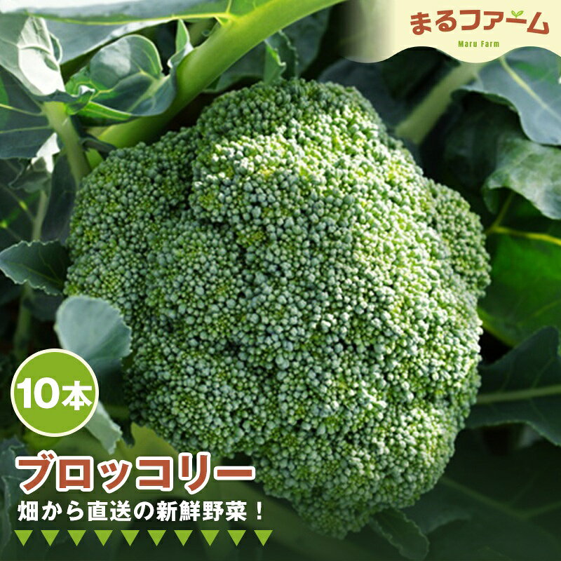 【ふるさと納税】ブロッコリー　10コ ／ 新鮮 野菜 産地直送 朝採れ 国産 健康食材 食感 甘み 料理用 サラダ 下ごしらえ簡単 大容量 日常使い 送料無料 千葉県 特産 No.374