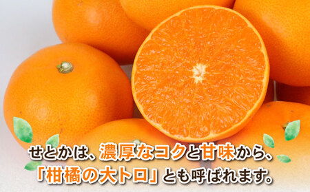 せとか 約4kg L~3L サイズ Shirai.agrifarm 先行予約 みかん 高級柑橘 柑橘の 大トロ 愛媛ミカン 愛媛蜜柑 mikan 柑橘 果物 くだもの フルーツ 高級 ブランド 濃厚 