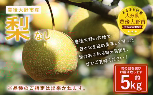 037-1053x1 【先行予約】 大分県 豊後大野市産 梨 約5kg 【2025年8月上旬〜2025年12月上旬発送予定】