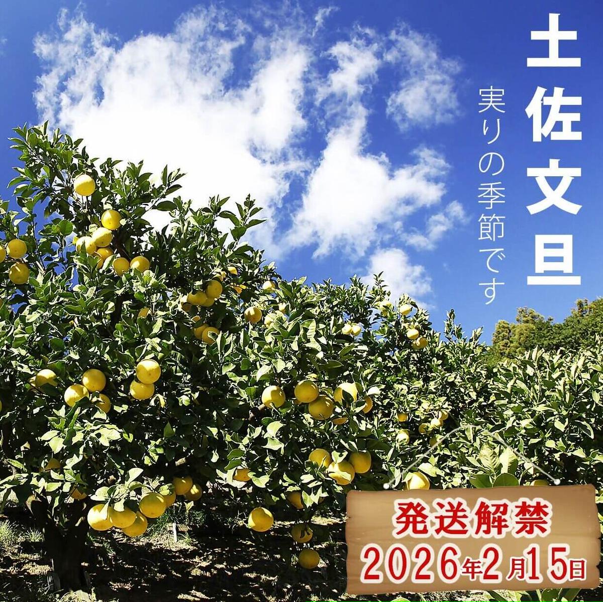 ＼果樹園直送／土佐文旦 約10kg 4L～3Lサイズ 13～18個入り 大玉・特大玉〈特選品贈答用〉果物 柑橘 フルーツ ぶんたん ブンタン 文旦 高知県土佐市 お取り寄せ 産地直送 おいしい 美味し