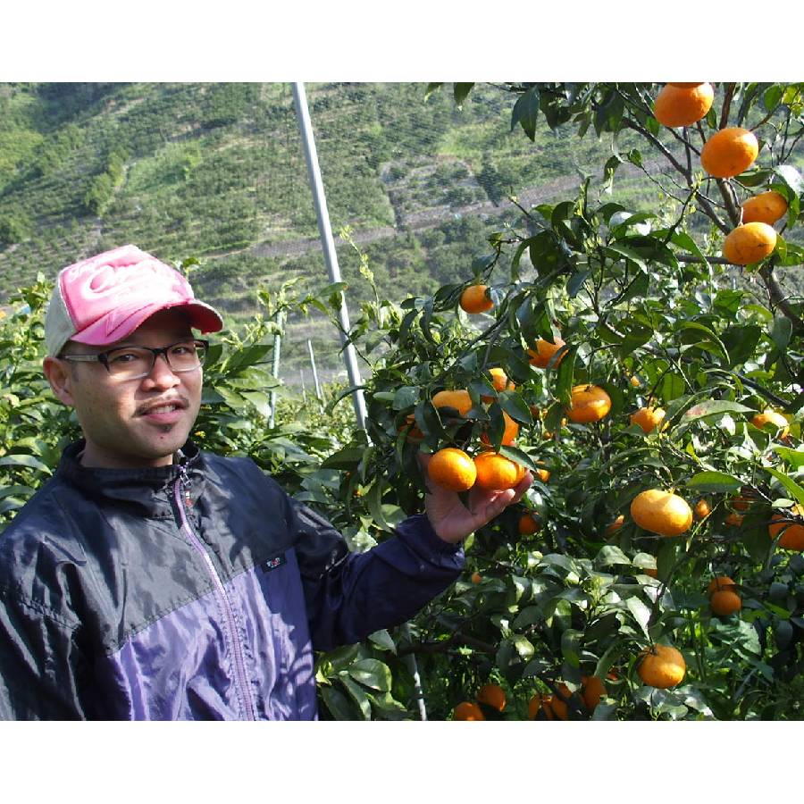 ＜無茶々園＞見た目は悪いが味は絶品　なつみ3kg