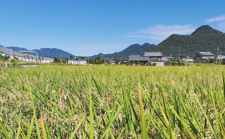 令和6年産 低農薬 清流育ち はつしも玄米 10kg×1袋 新米 お米 米 ごはん ご飯 ハツシモ あっさり ふっくら ブランド米 大粒 幻の米 お取り寄せ 自家用 贈答用 贈り物 御礼 プレゼント 