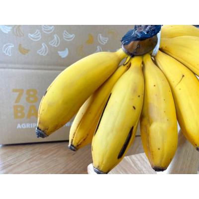 ふるさと納税 糸満市 もっちり食感!アップルバナナ 【2kg】