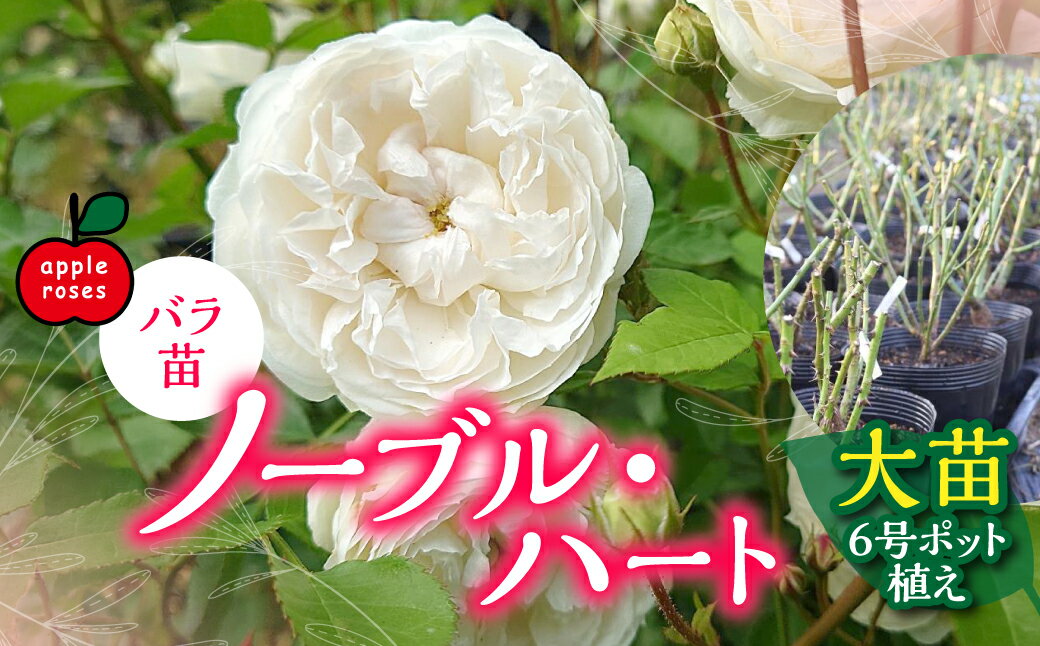 【ふるさと納税】【Apple Roses】バラ苗『ノーブル・ハート』大苗6号ポット植え　お届け：2025年12月上旬〜2026年6月中旬まで HNNH005
