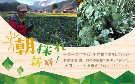 R8年 先行予約 朝採れ 戸ヶ野 ブロッコリー 4～5株 10月下旬～ [S737] ブロッコリー 野菜