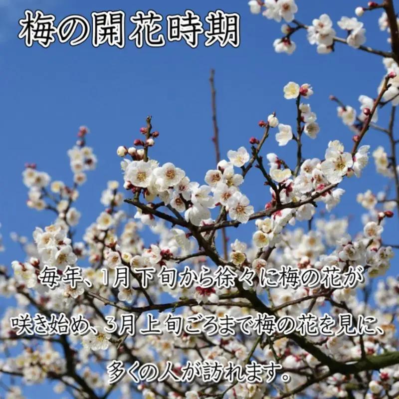はちみつ梅500g、こんぶ風味梅干500g食べ比べセット【和歌山産】うめぼし　印南町