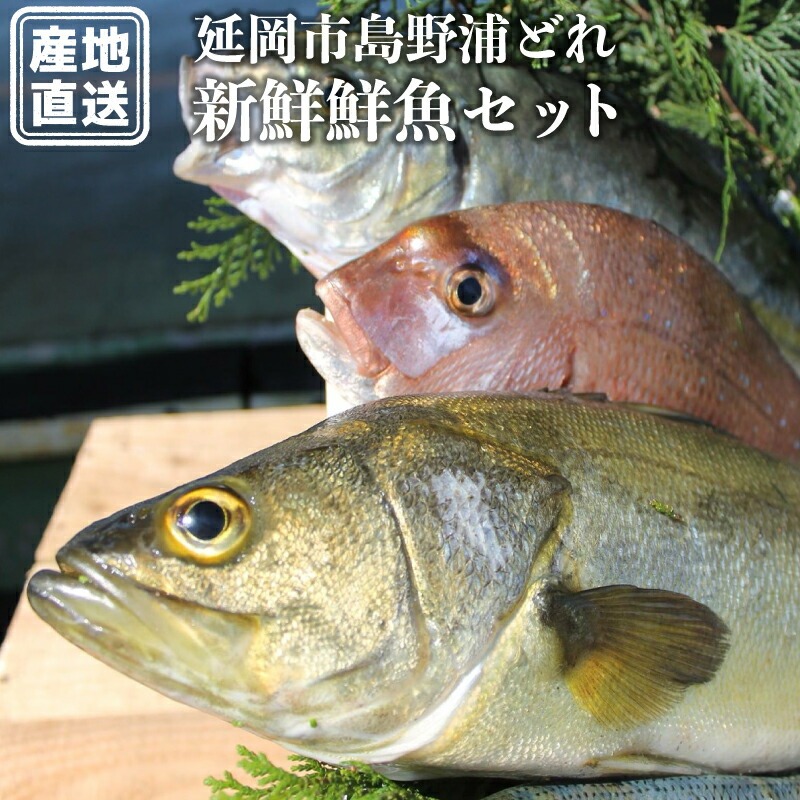 結城水産　延岡市島浦島育ちの厳選鮮魚セット　N015-YZC002