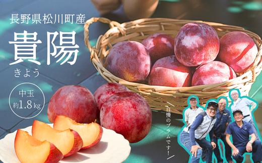 KP02-26A 【先行予約】 高級プラム 貴陽（中玉） 約1.8kg ／ 2026年8月中旬頃から発送予定 // 長野県 南信州 松川町 プラム すもも 高級フルーツ 希少  産地直送 農家直送 新鮮 数量限定