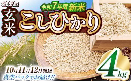 【栃木県共通返礼品】【先行予約】【12月発送】【数量限定】令和7年度新米 栃木県産こしひかり（玄米真空パック） 2kg×2  | 玄米 精米 お米 コメ こしひかり 先行予約 ブランド米 栃木県 特産品  下野市 送料無料