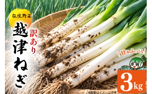 ねぎ 訳あり 越津ねぎ 約3kg 根付き 土付き [江南北ファーム 愛知県 江南市ko23btu430003] 野菜 ネギ トロっと すきやき 長ねぎ 白ねぎ 越津ネギ 産地直送 3kg 農家直送