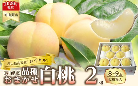 【令和８年発送分】岡山県産 白桃「ロイヤル」2kg（令和8年7月から8月頃発送）【桃】