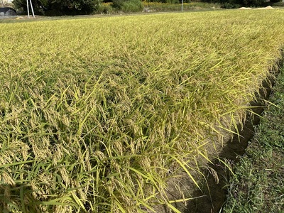 C123 あいお（秋穂）で育ったお米 にこまる 1分づき米 10kg