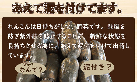 【先行予約】佐賀県産泥付きれんこん（3kg） もりながファーム レンコン 蓮根 A075-034