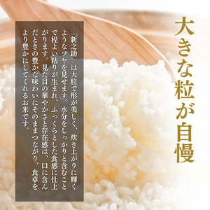 上越市産 新潟 新之助 2kg 3か月定期便 しんのすけ お米 精米 米 ご飯 定期