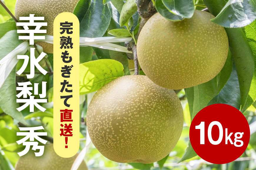 
             【先行販売/8月中旬から発送】幸水 梨 秀 10kg 20～32個入 (アカツファーム)  ナシ なし 幸水梨 大容量 ギフト 贈答用 秀品 産地 茨城  笠間  完熟 甘い 秋 旬 果物 フルーツ 果汁 新鮮 デザート くだもの ジューシー 秋の味覚 旬の果物 産地直送 茨城県 笠間市
          