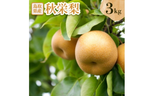 秋栄梨　3kg【1733716】