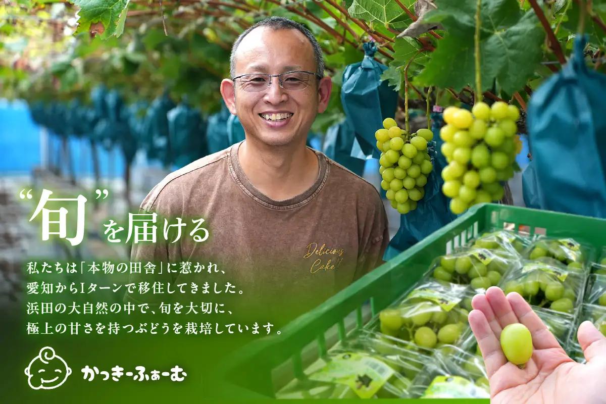 【2026年発送分 先行予約】種無しピオーネ 約1.8kg 3～5房《8月下旬頃から発送》果物 ピオーネ ぶどう 先行予約 【183_1884】