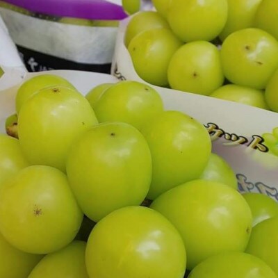 2025年10月中旬発送「幻の牧丘天空シャインマスカット」約1kg(2～3房)【配送不可地域：離島・沖縄県】