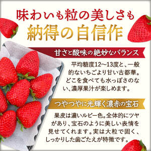 【数量限定】奈良のプレミアム苺「古都華」2024年1月以降発送　大粒 苺 いちご 果物 古都華 大粒 苺 いちご 果物　古都華　大粒 苺 いちご 果物 古都華 大粒 苺 いちご 果物 古都華 大粒 苺