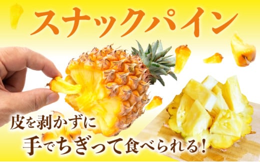 【手でちぎって食べる楽しさ】熟鮮スナックパイン2kg（2～3玉）2026年 先行予約　沖縄　西表島