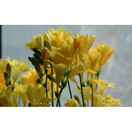 【先行予約】2027年2月発送：香り華やぐ フリージア 3色セット　50本 生産者直送 直送 生花 切り花 花 はな 春 先行予約 予約 茨城県 利根町