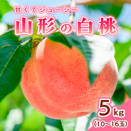 山形の白桃 5kg(10～16玉)Bコース(柔らかくなる品種・果肉やや硬め)【令和8年産先行予約】FS24-566