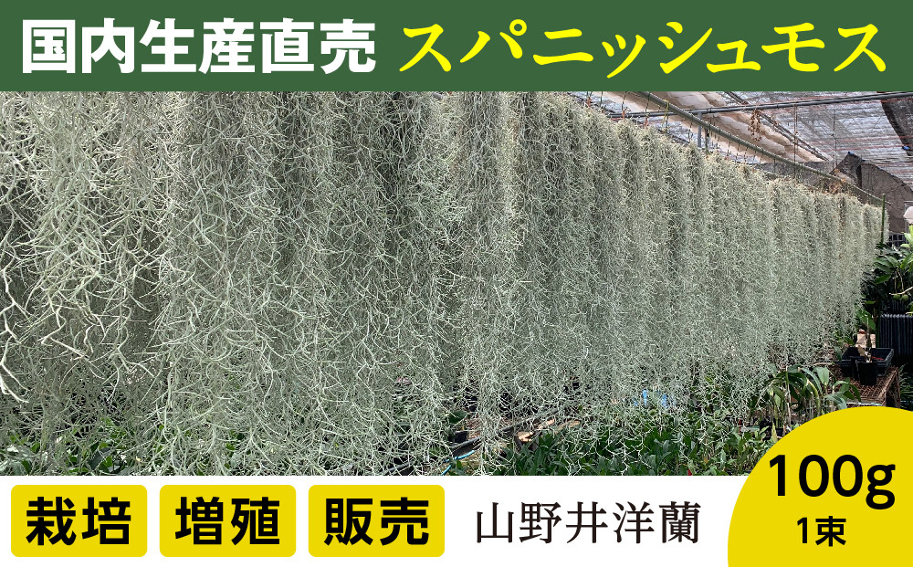 
            国産スパニッシュモス 太葉 100ｇ 年数をかけて自家増殖させたスパニッシュモス太葉 重100ｇ×1束
          