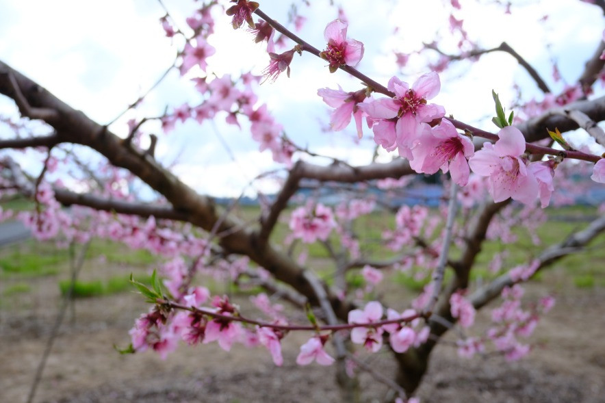 草間地域の4月は、桃の花が満開です