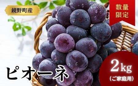 【期間限定】鏡野町産 ピオーネ 2kg（ご家庭用）【004-a029】