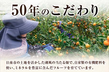 ひなたきんかん 計3kg以上 傷み補償分付き 数量限定 期間限定 フルーツ 果物 柑橘 金柑 みかん 人気 おすすめ おすそ分け お土産 プレゼント お取り寄せ グルメ 国産 食品 デザート スイーツ