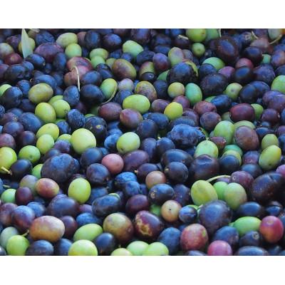 ふるさと納税 小豆島町 ジェイさんのオリーブオイル　エキストラバージン【ミッション種】3本セット2025年収穫　小豆島産 |  | 02