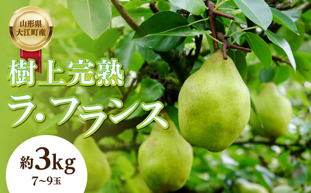 《先行受付》山形県大江町産「樹上完熟 ラ・フランス」約3kg 特秀 3L～4L 7玉～9玉 004-014