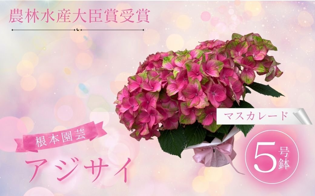 【先行予約】アジサイ マスカレード 5号 混色 | 根本園芸 aj001-ad 色：マスカレード(混色・緑から赤) アジサイ 5号×1鉢(プラ鉢入り)