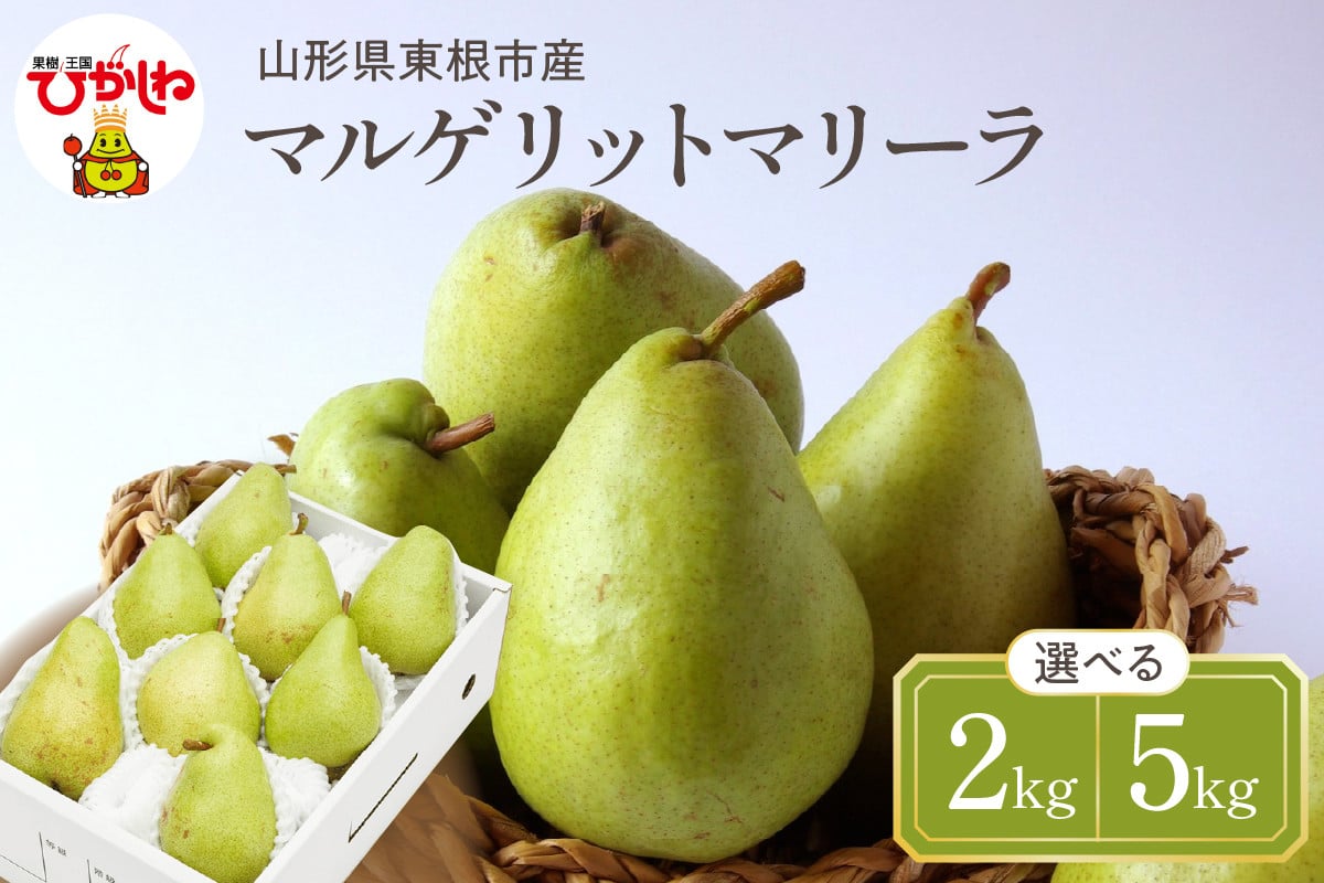 
            【令和7年産 先行予約】西洋梨マルゲリットマリーラ【2kg・5kg】　秀品　化粧箱入り 山形県 東根市 東根農産センター提供 hi027-189-1-o
          