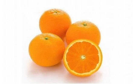 【3月中旬から発送予定】きよみ＜優品＞約2.5kg 【KK0232】(ﾐｶﾝﾐｶﾝﾐｶﾝﾐｶﾝﾐｶﾝﾐｶﾝﾐｶﾝﾐｶﾝﾐｶﾝﾐｶﾝﾐｶﾝﾐｶﾝﾐｶﾝﾐｶﾝﾐｶﾝﾐｶﾝﾐｶﾝﾐｶﾝﾐｶﾝﾐｶﾝﾐｶﾝﾐｶ
