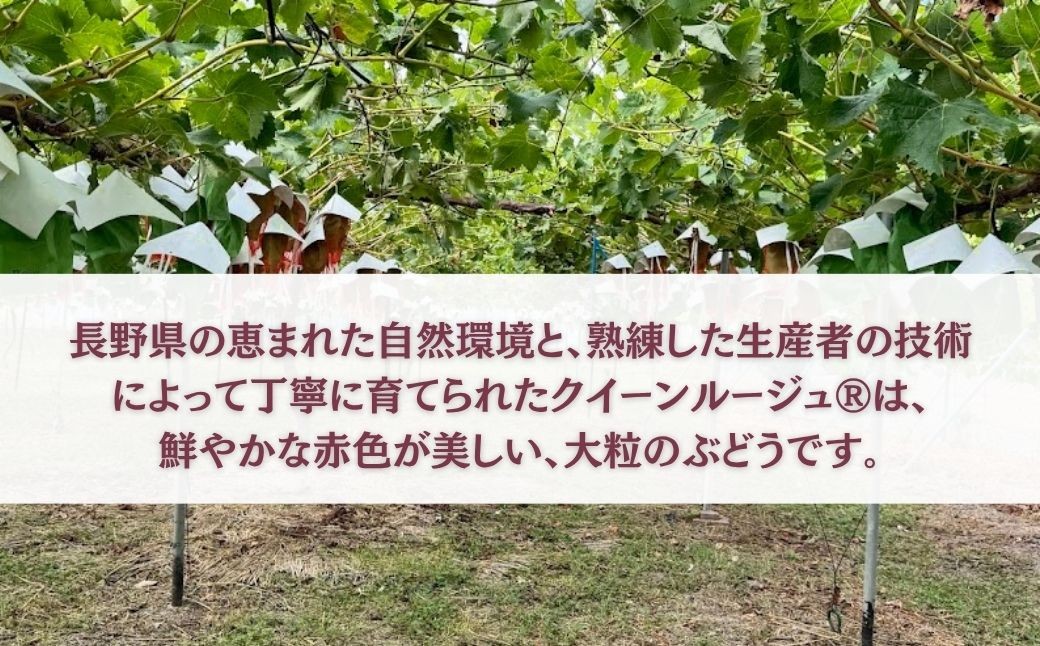 上質な甘みと心地よい酸味、種なしで楽しむ贅沢な味わい