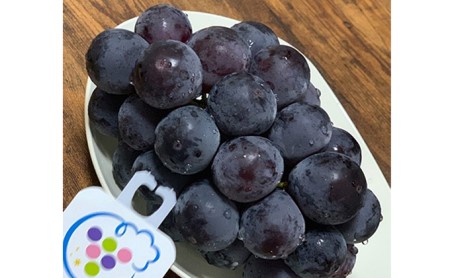 ぶどう ニュー ピオーネ 2房 1.2kg以上 高梁市産 2026年度 早期受付 ぶどう