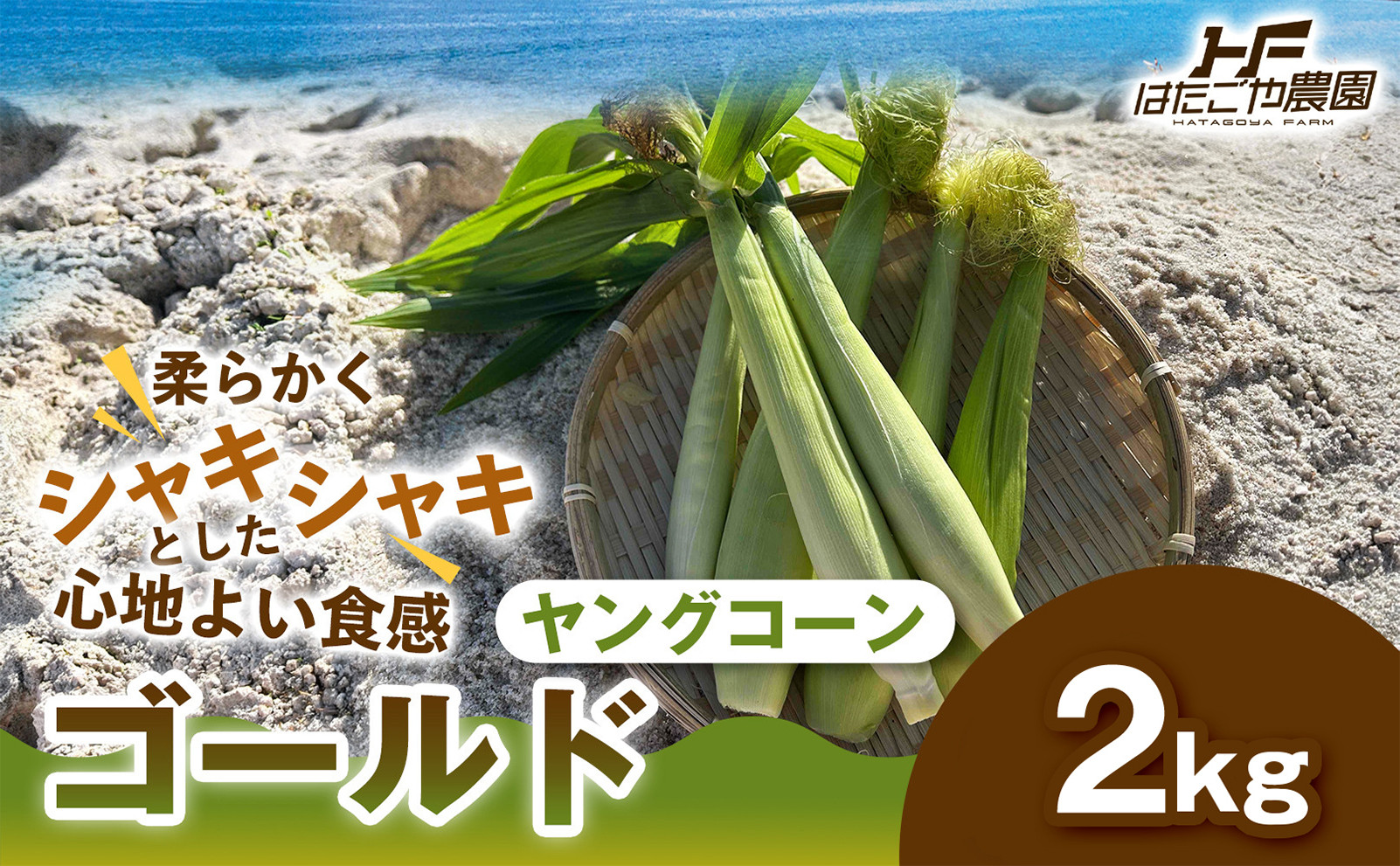 ［食卓を彩る希少な季節野菜］潮風ベイビー 2kg ヤングコーン ゴールド ベビーコーン グリル 付け合わせ野菜 BBQ 焼き野菜 和歌山県 白浜町 304018_ET10