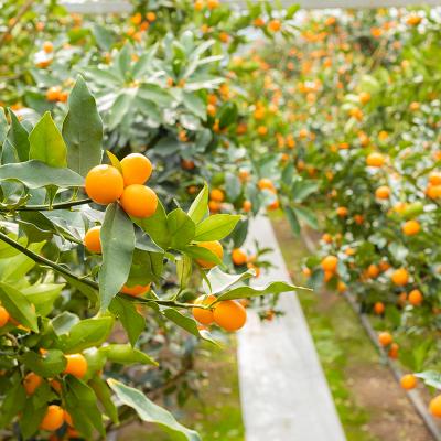 ふるさと納税 高原町 高原町産完熟きんかん『たまたまエクセレント』金柑1kg《ご贈答・ギフト》　TF051 |  | 03