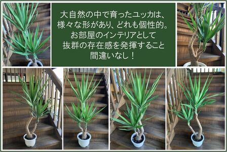 066-11 観葉植物 ユッカ 1鉢
