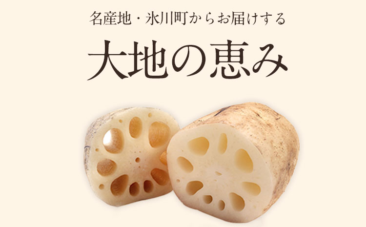 レンコン 約3kg 熊本県氷川町産 《11月下旬-3月末頃出荷》道の駅竜北
