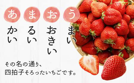 【3回定期便】【先行予約】大粒 あまおう 等級DX 総重量 約3,360g いちご 苺 果物 フルーツ 【2026年1月上旬～3月下旬迄順次発送予定】