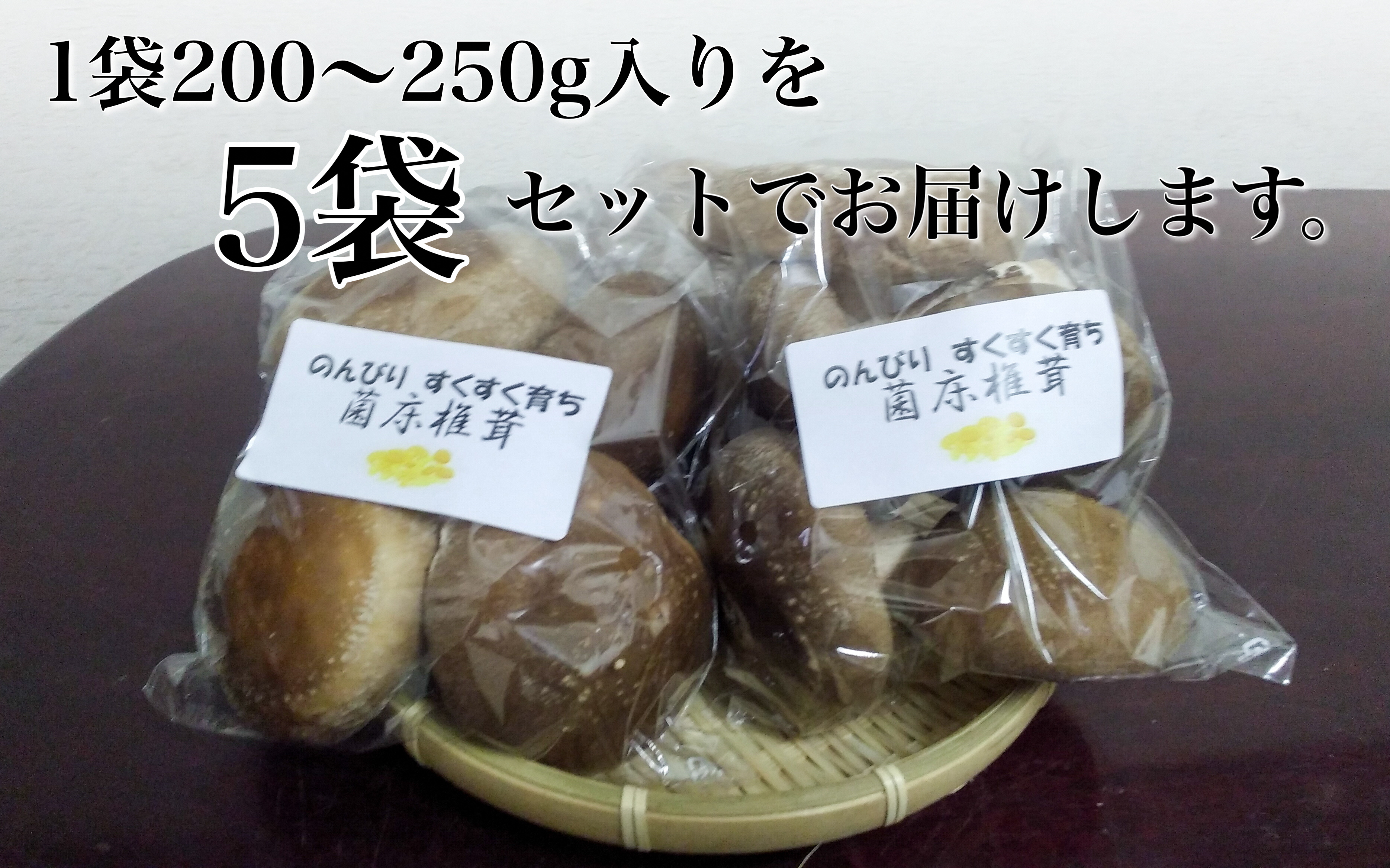 【先行予約】生椎茸 5袋セット 計 1kg以上 のんびりすくすく育った 菌床しいたけ｜生しいたけ 生シイタケ しいたけ きのこ キノコ 茸 野菜 京都 国産 肉厚 訳あり ※2024年10月上旬頃より