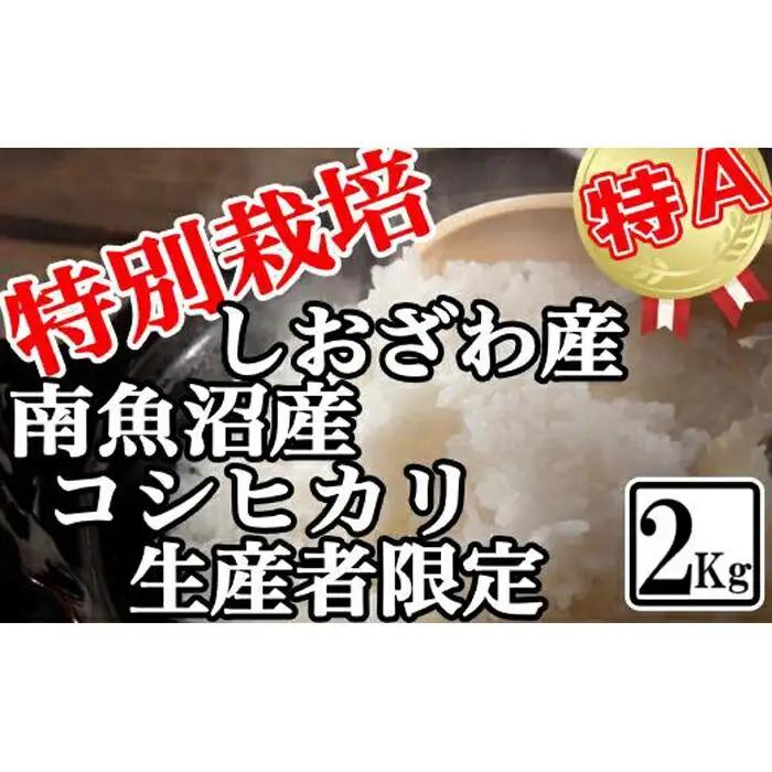 【令和7年産】特別栽培 生産者限定 南魚沼しおざわ産コシヒカリ2Kg【銘柄米 ブランド米 精米 こしひかり コシヒカリ 魚沼産 新潟米 産地直送 お米 米 こめ コメ ご飯 御飯 ごはん】