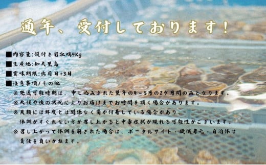 【知夫里島産 岩牡蠣 4kg】ブランド 岩牡蠣 生食可 牡蛎 牡蠣 かき カキ 岩牡蠣 いわがき 海鮮 海産物 海の幸 シーフード 魚貝類 父の日 母の日 バーベキュー ギフト 濃厚 クリーミー