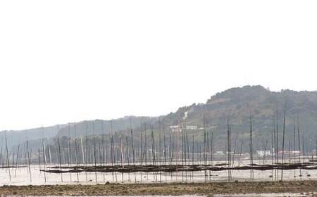 佐賀県有明海産一番摘み高級海苔　焼のりセット 定期便隔月６回コース  焼海苔  塩海苔  高級海苔  バラ干し海苔  定期便海苔 佐賀県 太良町 SU1x1