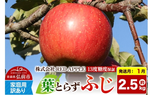 【27年1月上旬～発送】りんご 葉とらずふじ【訳あり】家庭用 約2.5kg 13度糖度保証 先行受付 [りんご 葉とらず ふじ 訳あり 家庭用 糖度 果実 果物 赤 林檎 アップル 美味 おいしい 青森県 弘前市 REDAPPLE] [u9]