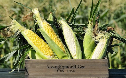 令和8年発送 北海道産 とうもろこし 食べ比べ ピュアホワイト3本＆あまいんです3本 朝採れ 一番果 生食 産地直送 数量限定 期間限定